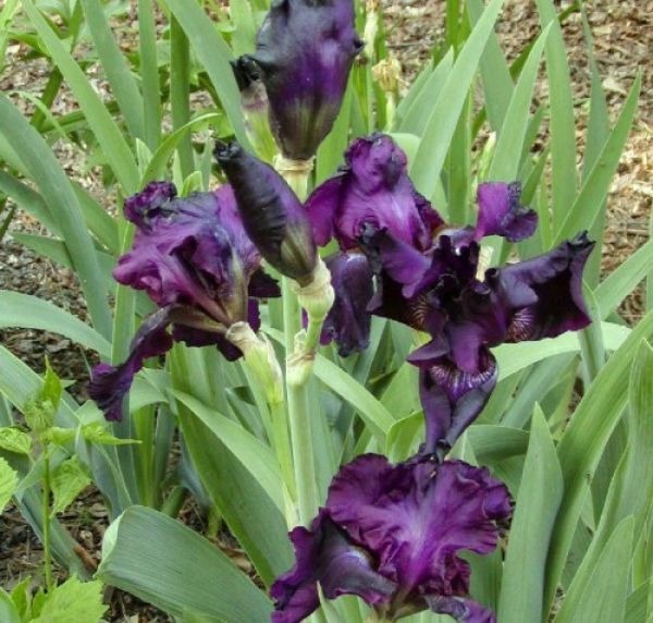 Iris-germanica-Joanna-saksankurjenmiekka