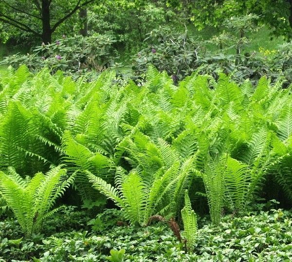 Matteuchia-struthiopteris-kotkansiipisaniainen