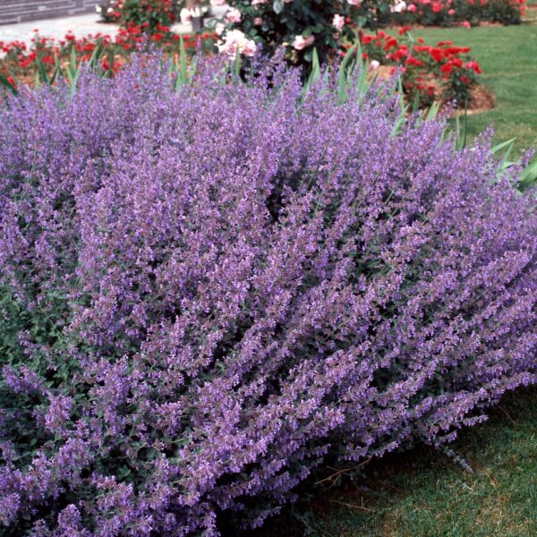 Nepeta-faassenii-mirrinminttu-2