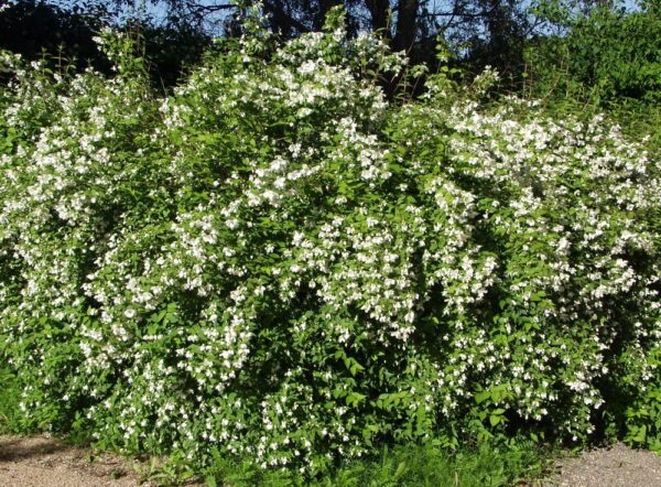 Philadelphus-x-lemoinei-pikkujasmike