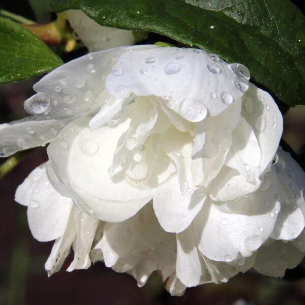 Philadelphus-x-virginalis-kameliajasmike