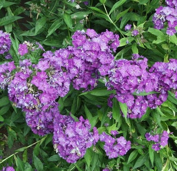Phlox-paniculata-Amethyst-syysleimu