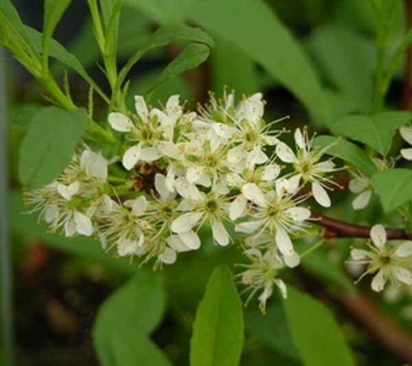 Prunus-pumila-var-Depressa-lamohietakirsikka-2