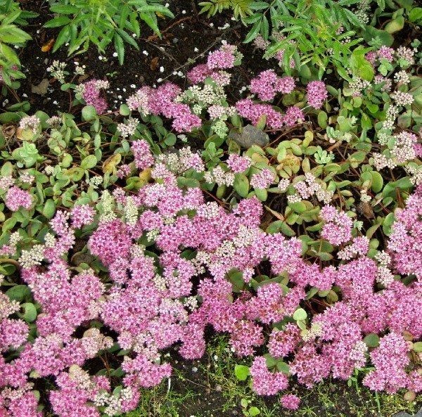 Sedum-ewersii-turkestanin-maksaruoho
