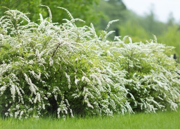 Spiraea-Grefsheim-norjanangervo-3