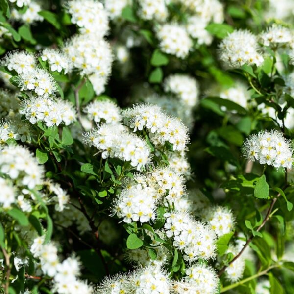 Spiraea-betulifolia-Island-Koivuangervo