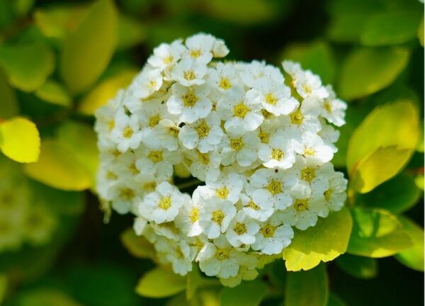 Spiraea-betulifolia-Tor-Gold-keltakoivuangervo