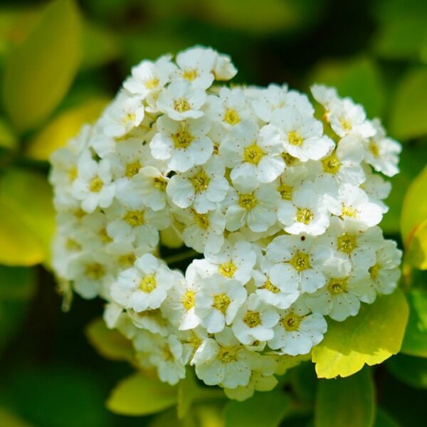 Spiraea-betulifolia-Tor-Gold-keltakoivuangervo