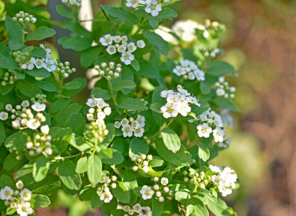 Spiraea-decumbens-lamopensasangervo