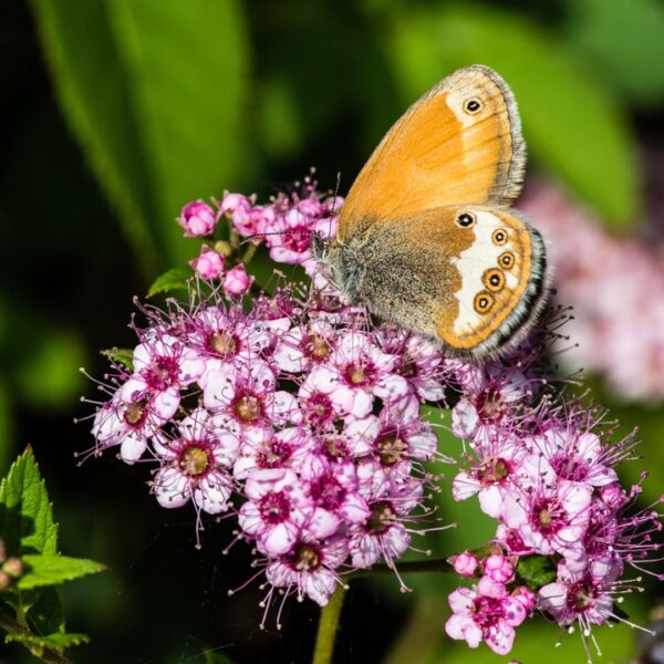 Spiraea-japonica-Nana-pikkukeijuangervo