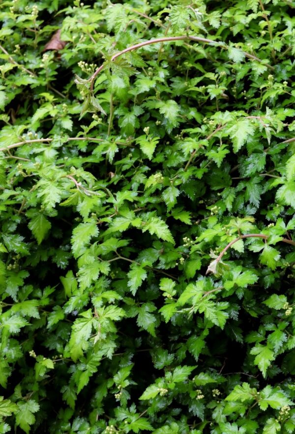 Stephanandra-incisa-Crispa-seppelvarpu