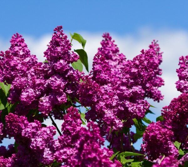 Syringa-Ludwig-Spath-jalosyreeni