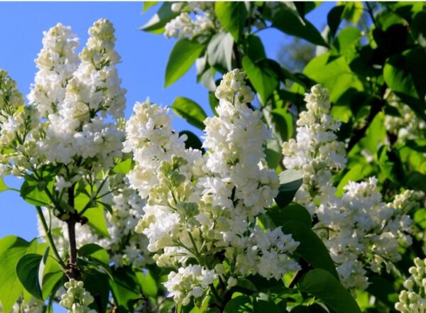 Syringa-Mme-Lemoine-jalosyreeni-2