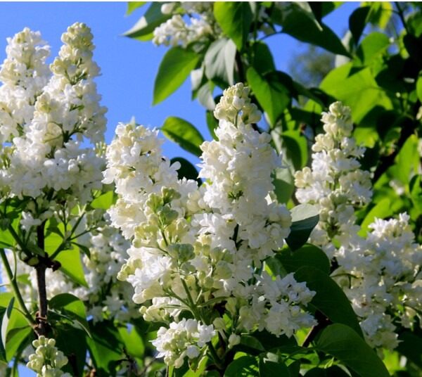 Syringa-Mme-Lemoine-jalosyreeni