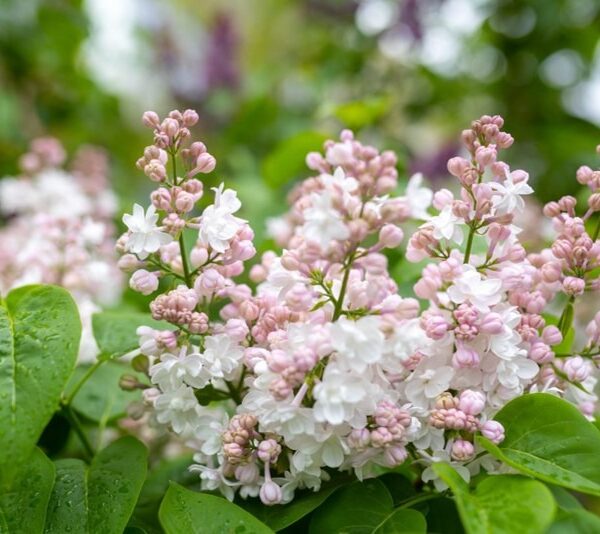 Syringa-vulgaris-Beauty-of-Moscow-jalosyreeni-2