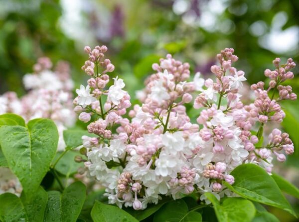 Syringa-vulgaris-Beauty-of-Moscow-jalosyreeni