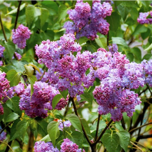 Syringa-vulgaris-Michel-Buchner-jalosyreeni