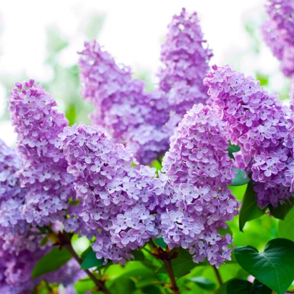 Syringa-vulgaris-pihasyreeni-2