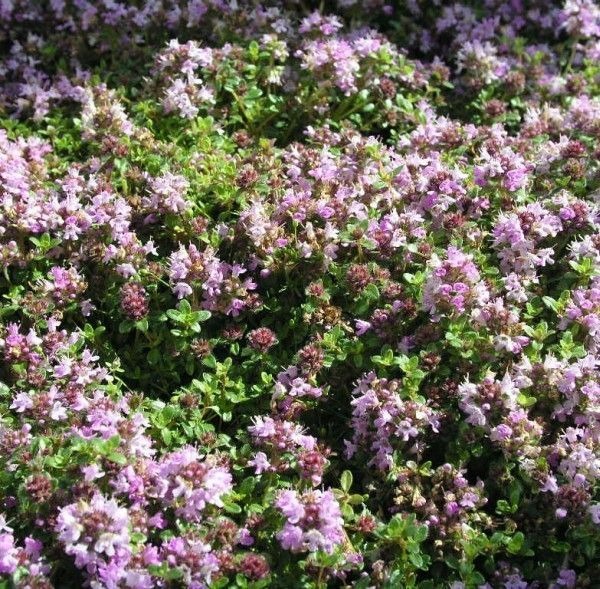 Thymus-serpyllum-kangasajuruoho