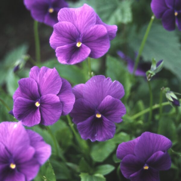 Viola-Ulla-Laeck-sarviorvokki