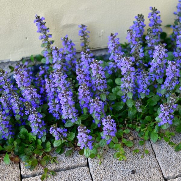ajuga-reptans-rentoakankaali-sininen