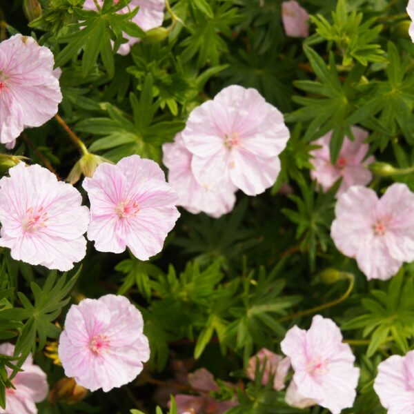geranium-striatum-neidonkurjenpolvi
