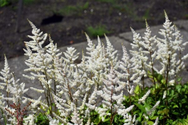 jaloangervo-astilbe-arendsii-braurs