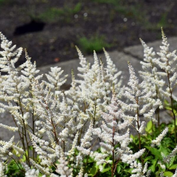 jaloangervo-astilbe-arendsii-braurs