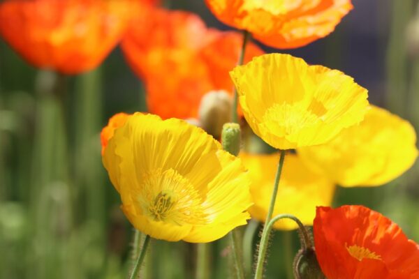 papaver-nudicaule-siperianunikko