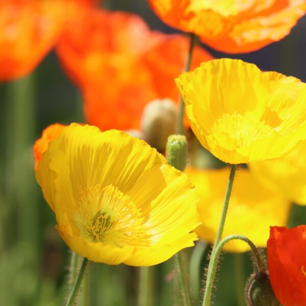 papaver-nudicaule-siperianunikko