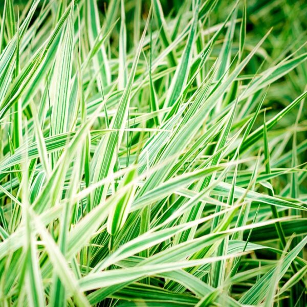phalaris-arundinacea-viiruhelpi-koristeheinae
