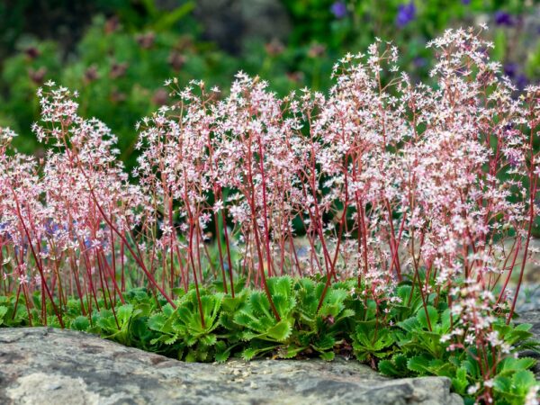 saxifraga-umbrosa-varjorikko