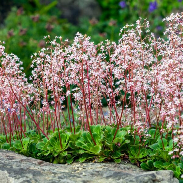 saxifraga-umbrosa-varjorikko