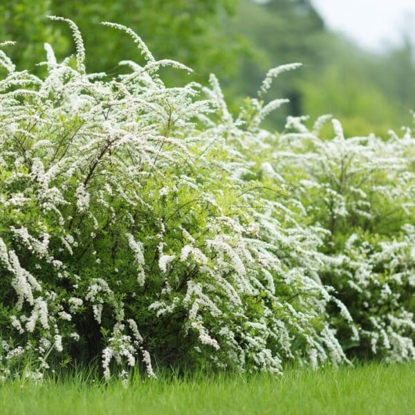 Spiraea-Grefsheim-norjanangervo-2