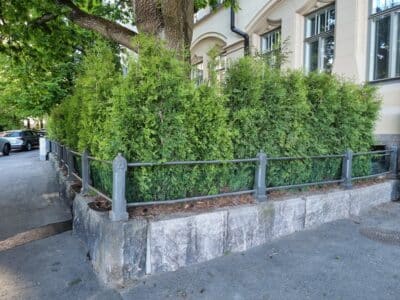 tuija-aita puutarhanikkarit