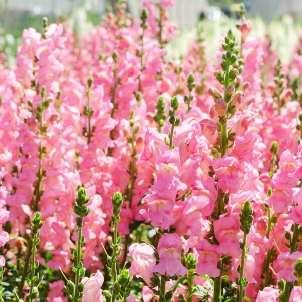 Antirrhinum-leijonankita