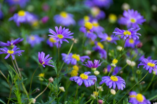Brachyscome-iberidifolia-nukenkaulus