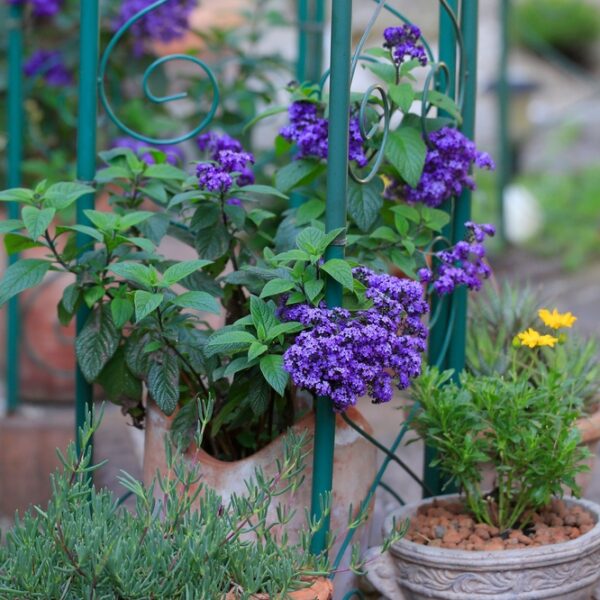 Heliotropium-arborescens-heliotrooppi