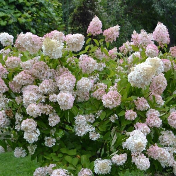 Hydrangea-paniculata-grandiflora-syyshortensia-2