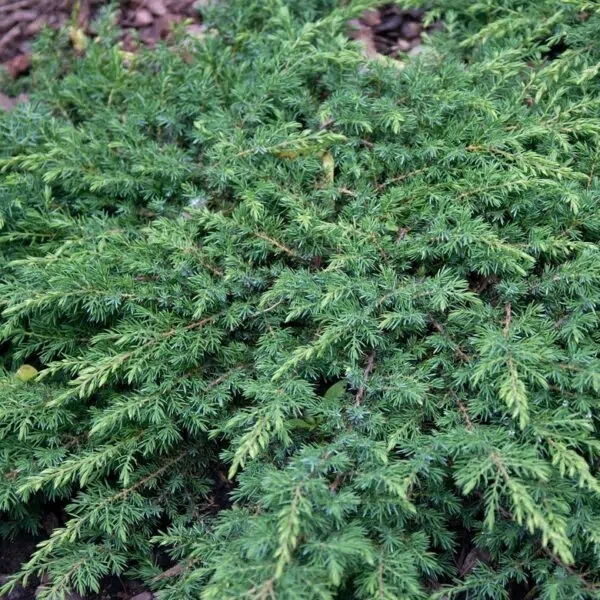 Juniperus-communis-Green-Carpet-Kaapiokataja-2