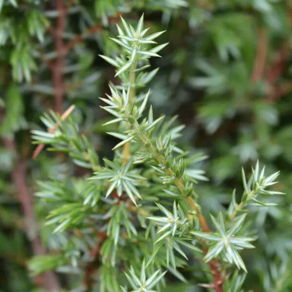 Juniperus-communis-Hibernica-Irlanninkataja-3