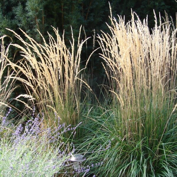 Koristekastikka-Karl-Foester-3