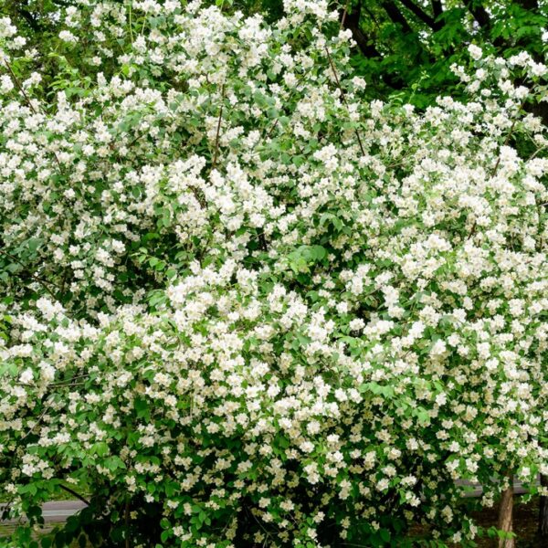 Philadelphus-coronarius-pihajasmike-2