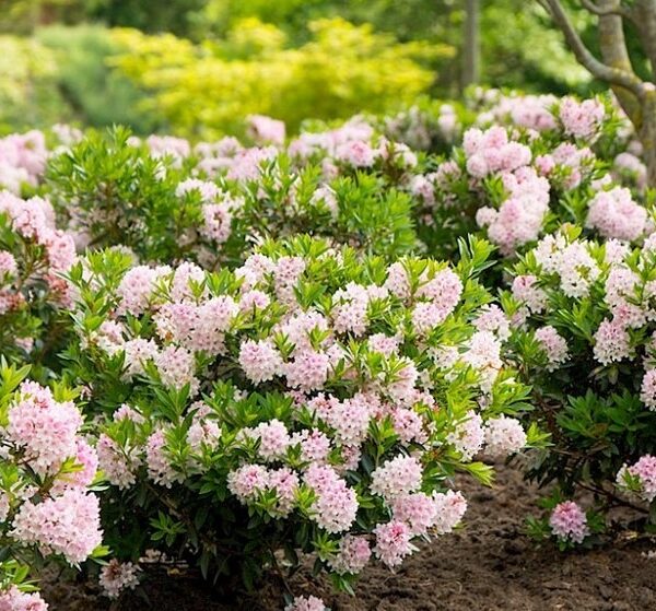 Rhododendron-Bloombux-5
