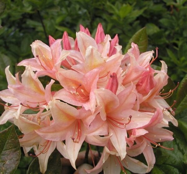 Rhododendron-Chanel-atsalea-2