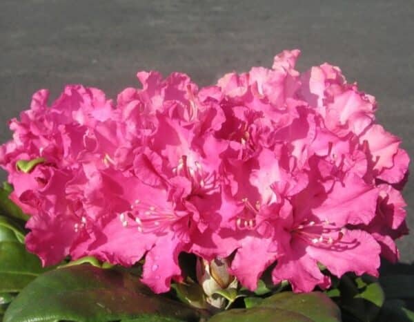Rhododendron-Hellikki
