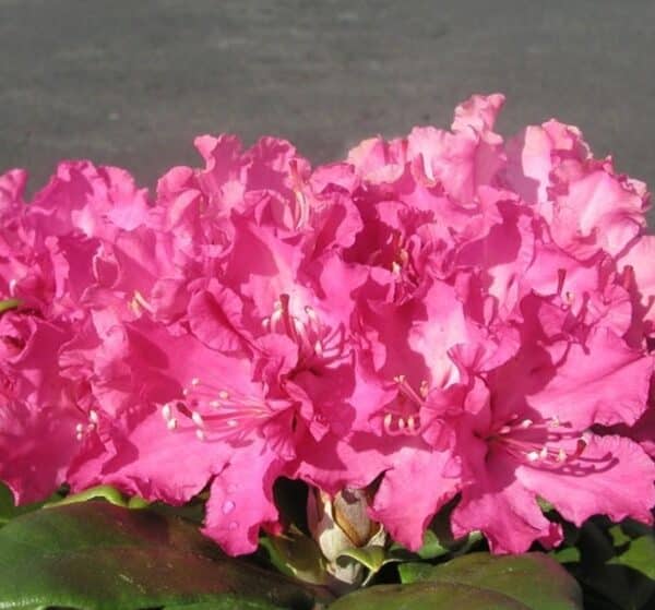 Rhododendron-Hellikki