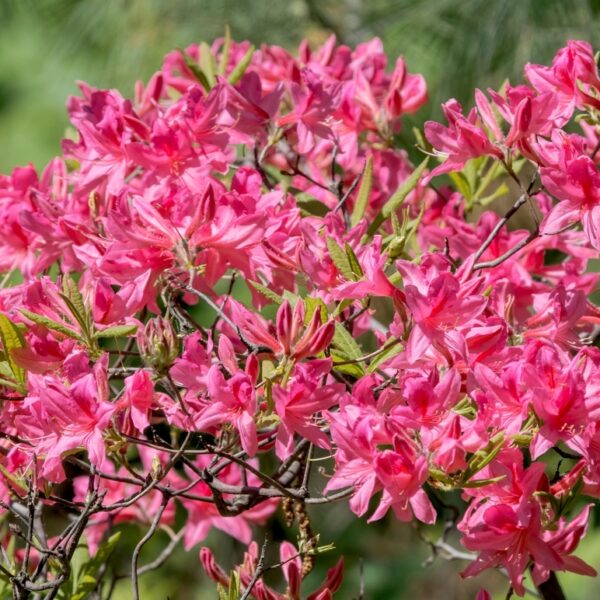 Rhododendron-Rosy-Lights-revontuliatsalea-2
