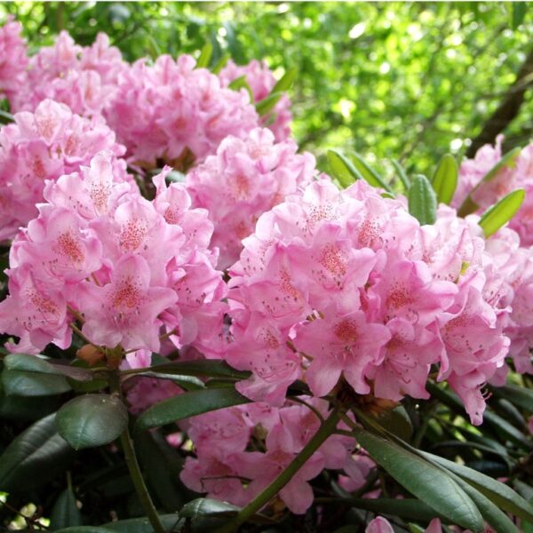 Rhododendron-Tigerstedtii-ryhmae-Helsingin-Yliopisto-3
