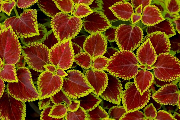 Solenostemon-scutellarioides-vaerinokkonen